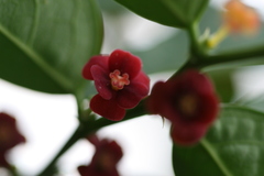 Sauropus quadrangularis